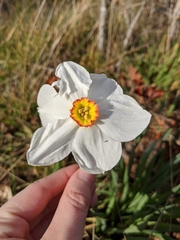 Narcissus poeticus