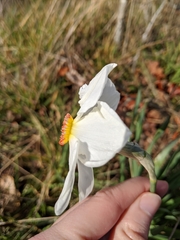Narcissus poeticus