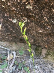 Pterostylis daintreana