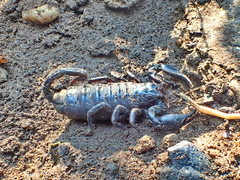 Heterometrus laoticus