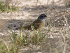 Pachycephala olivacea