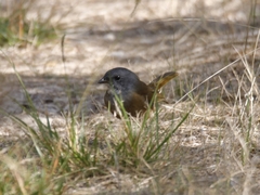 Pachycephala olivacea