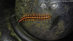 Helicorthomorpha holstii