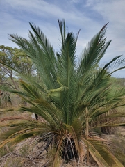 Macrozamia fraseri