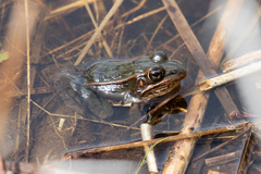 Lithobates kauffeldi