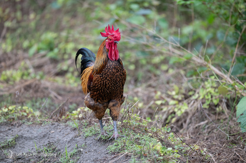Domestic Chicken