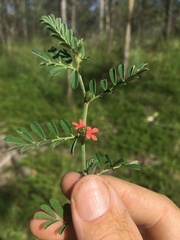 Indigofera linnaei