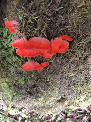 Aurantiporus pulcherrimus
