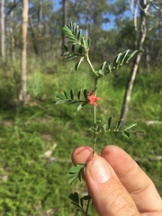 Indigofera linnaei