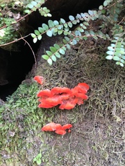 Aurantiporus pulcherrimus