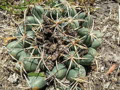 Coryphantha pycnacantha