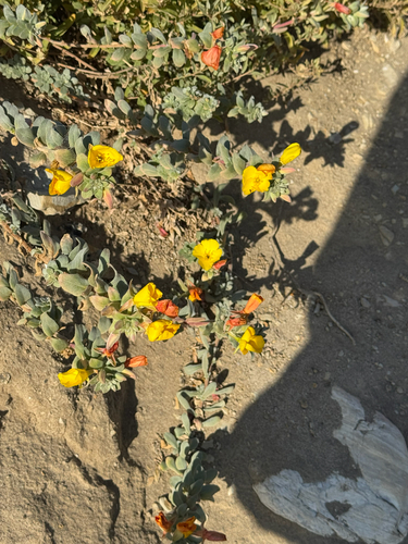iNaturalist observation photo of beach suncup