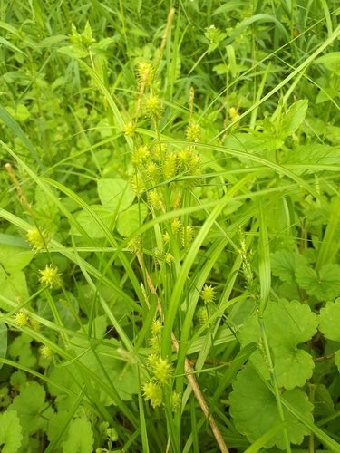 Carex aphanolepis iNat (1)