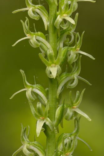 Platanthera leptopetala