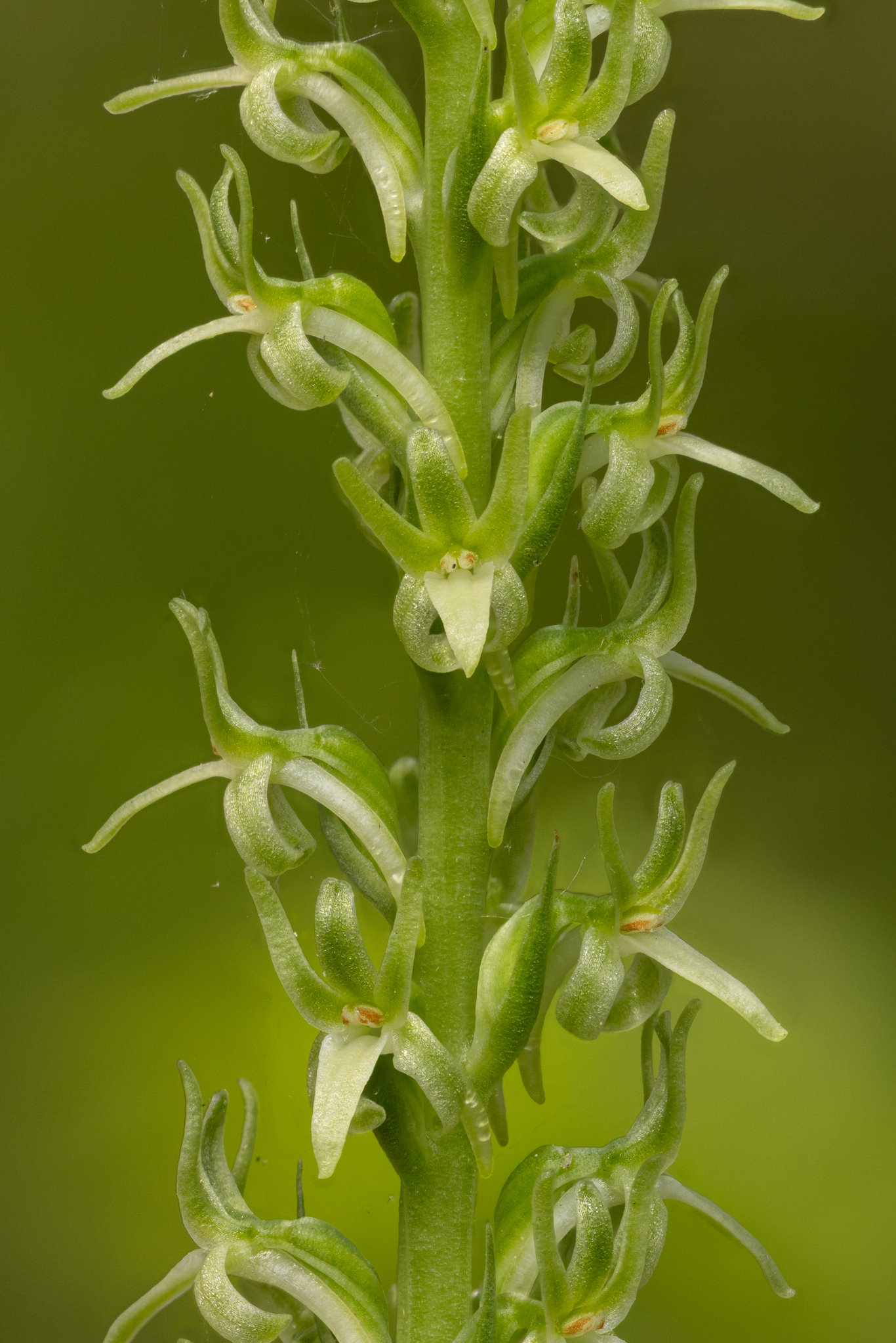 Platanthera leptopetala