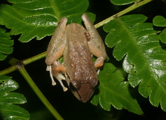 Pristimantis actites