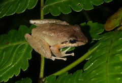 Pristimantis actites