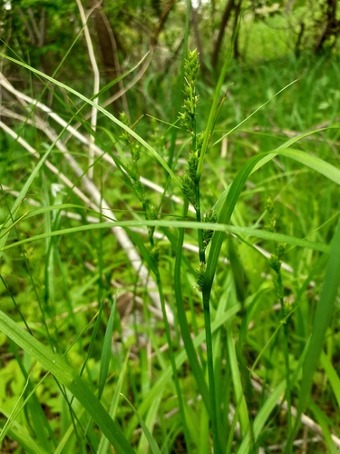 Carex gibba iNat (3)