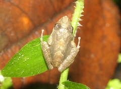 Pristimantis actites
