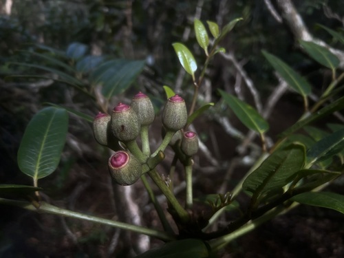 Polyscias waimeae observed 2026-03-22
