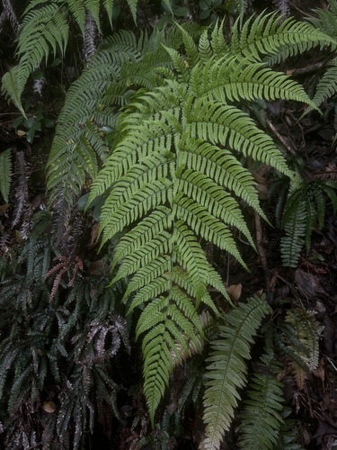 Dryopteris sandwicensis observed 2026-03-22
