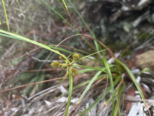 Cyperus phleoides observed 2026-03-22