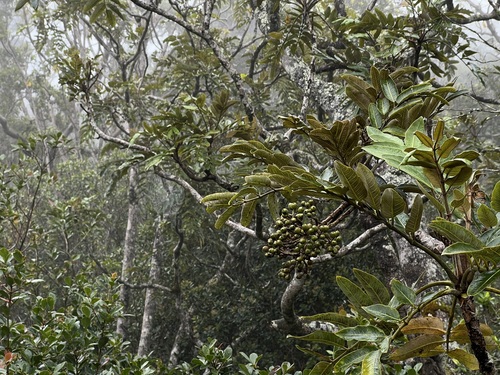 Polyscias kavaiensis observed 2026-03-22