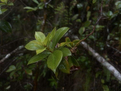 Lysimachia kalalauensis observed 2026-03-22