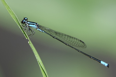 Acanthagrion trilobatum