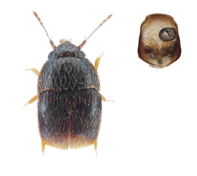 Acrotrichis rosskotheni