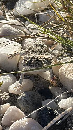 Makgadikgadi spiny agama
