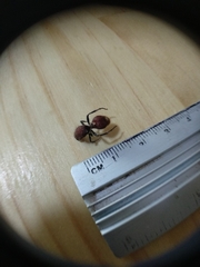 Ephutomorpha ferruginata