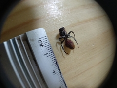 Ephutomorpha ferruginata