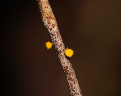 Crocicreas