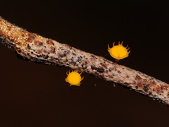 Crocicreas