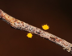 Crocicreas