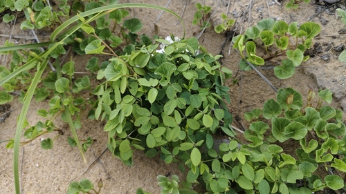 Wild Soybean