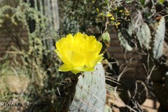 Opuntia gosseliniana