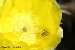 Opuntia gosseliniana