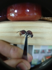 Ephutomorpha ferruginata