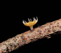 Crocicreas