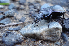 Carabus nemoralis