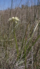 Toxicoscordion venenosum venenosum