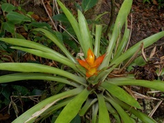 Guzmania lingulata