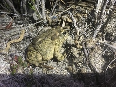 Anaxyrus californicus