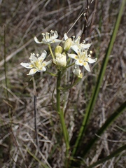 Toxicoscordion venenosum venenosum