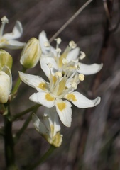 Toxicoscordion venenosum venenosum