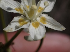 Toxicoscordion venenosum venenosum