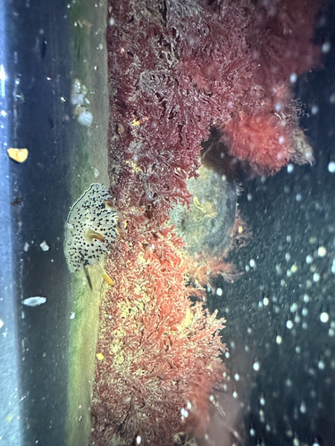 Acanthodoris rhodoceras
