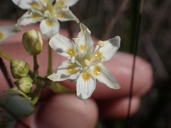 Toxicoscordion venenosum venenosum
